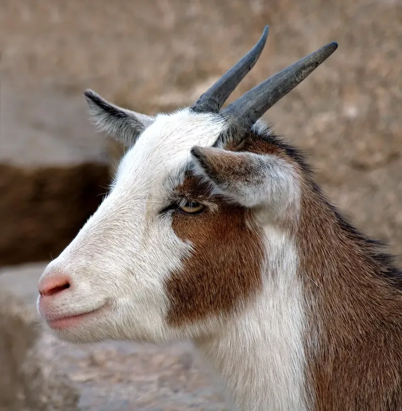 Close-up of a white and brown goat with curved horns